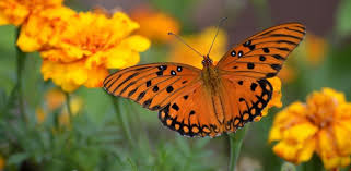 Dansende vlinders en ijverige bijen | MijnTuin.org
