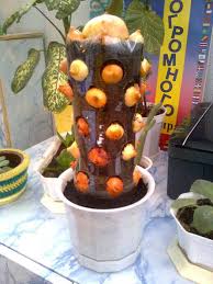 Yaz ortası veya yaz sonu, yaz sebzeleri yetiştirmek için çok geç bir zaman sayılmaz. Evde Ped Sisede Kuru Sogandan Taze Sogan Yetistirme Teknigi Sogan Sebze Yetistirme Organik Bahcecilik Fikirleri