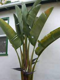 Giant Bird Of Paradise Palm Posts About Giant Bird Of Paradise On My Wine Country Village Birds Of Paradise Bird Wine Country