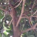 Image result for Ficus saussureana