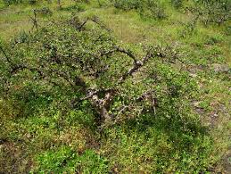 Image result for Commiphora kua