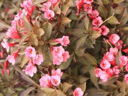 Image result for Weigela
