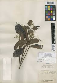 Image result for Malouetia mildbraedii