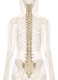 Since the backbone is essentially the back plane or internal switching matrix of the box, proprietary, high performance technology can be used. Spine Anatomy Pictures And Information