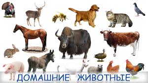 Картинки по запросу "фото домашних животных"