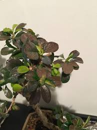 Товар 5 fukien tea tree bonsai. I Ve Literally Had This Tree For A Week And The Leaves Are Turning Brown I M Going To Assume That This Is Bad News Help Bonsai