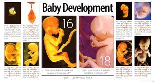 How tall is the baby at 24 weeks? Gestational Age Length Of Baby And Size Of Casket Infant Caskets And Urns Heaven S Gain 513 607 6083