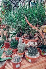 Dhgate.com provide a large selection of promotional bonsai cactus on sale at cheap price and excellent crafts. A Comprehensive Guide For Plant Lovers In Berlin Iheartberlin De