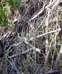 Image result for Bothriocline ruwenzoriensis