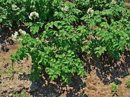 Image result for Solanum tuberosum