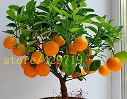 Flowering bonsai are very popular and fascinate almost everybody. Asien Loss Promotion Sale 20 Pcs Bonsai Orange Seeds No Gmo Mini Bonsai Tree Balcony Patio Potted Fruit Trees Kumquat Seeds Tangerine Citrus Buy Online In Bahamas At Bahamas Desertcart Com Productid 70234398