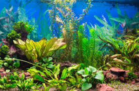 Whats Wrong With My Aquarium Plants