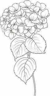 Blooming Flower Hydrangea Mykinglist Com Flower Line Drawings Drawings Flower Sketches