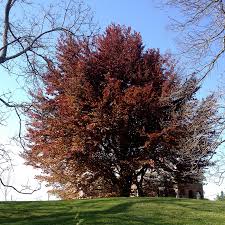 Image result for Fagus sylvatica