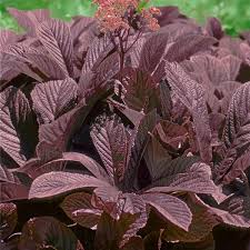 Image result for Rodgersia chocolate wings