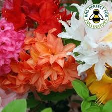 Agar mere channel par new h to subscribe kijie aur agar video acchi lage to like aur share kijie. 3 X Mixed Azaleas Dwarf Japanese Shrubs Colourful Potted Garden Plants From Gardeners Dream Uk