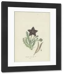 Image result for Tridentea