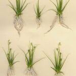 Image result for Subularia