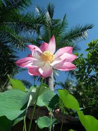 The brightest yellow variety in lotus flower season: Lotus Flower By The Pool Picture Of Bali Au Naturel Bondalem Tripadvisor