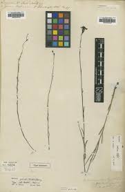 Image result for Buchnera randii