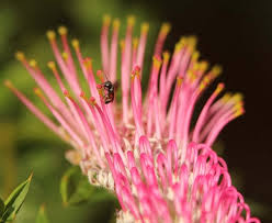 Bee helps with both, and in finding the delicate balance between the two. Top Ten Flowers To Plant In Your Garden To Attract Native Australian Bees 1 Million Women
