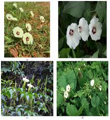 Image result for Merremia pterygocaulos