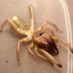 While the name camel spider doesn't sound too bad, this spider's real name is the egyptian giant solpugid. Camel Spider Bite Facts And Information