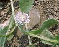 Image result for Helichrysum argyrosphaerum