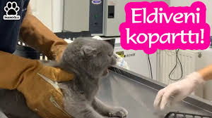 Asi Olmak Istemeyen Kedinin Saldirisi Inanoglu Kedisaldirisi Konusankedi Youtube
