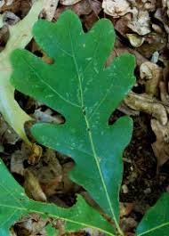 Image result for white oak leaf