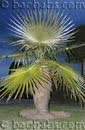 Image result for Coccothrinax argentea