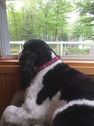 Black And White Working Springer Spaniel Watching For Squirrels Springer Spaniel Bad Dog English Springer Spaniel