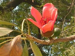 Image result for Bombax