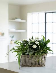 Maybe you would like to learn more about one of these? Luxury Flowering Basket M S