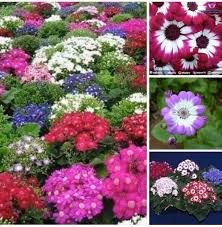 Image result for Gouania tiliifolia