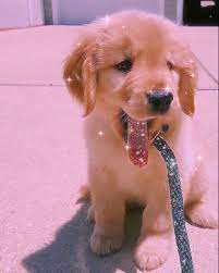 Lhasa apsos are fluffy dogs that originated in the himalayas, and their bloodline is hundreds of years old. Golden Retriever Puppy In 2021 Cute Dog Wallpaper Cute Puppy Wallpaper Cute Puppies