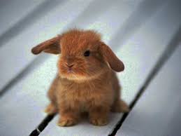 Duree De Vie D Un Lapin Nain
