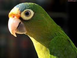 Shopping For My Parrot Parrot Conure Bird Colorful Parrots