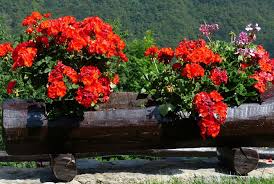 Plagas Y Enfermedades Del Geranio Revista De Flores Plantas Jardineria Paisajismo Y Medio Ambiente
