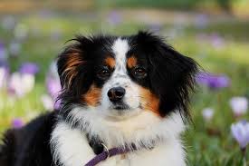 Reul, in the year 1800. 25 Best Shepherd Dog Breeds A Guide To Shepherd Dogs