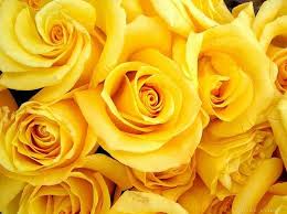 Yellow Rose Friendship And Happiness Occasion Graduation New Baby Birthday Just Because Get Well Yellow Roses Beautiful Roses Yellow Flowers