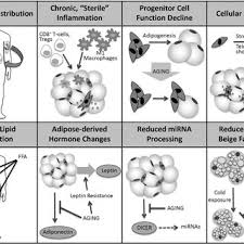 Christmas dinner from publix : Pdf Aging And Adipose Tissue Potential Interventions For Diabetes And Regenerative Medicine