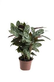 Image result for Ctenanthe