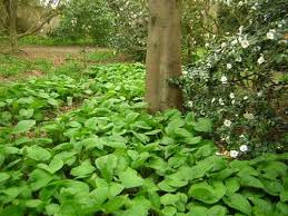 Pin Op Garten