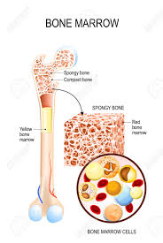 bone marrow yellow red and blood cells erythrocyte lymphocyte