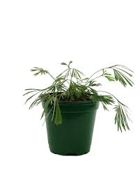 Image result for Actiniopteris