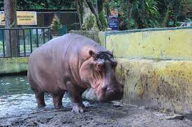 Biaya masuk weekday sebesar rp.40.000. Pematang Siantar Zoo Ticekt