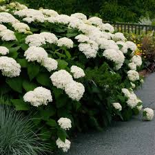 Image result for Hydrangea macrophylla bela obrázek