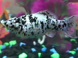 From wikipedia, the free encyclopedia poecilia sphenops is a species of fish, of the genus poecilia, known under the common name molly; Top 10 Benefits Of Keeping Mollies In A Saltwater Tank Reef Builders The Reef And Saltwater Aquarium Blog