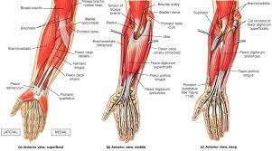 The muscles on the left side are the superficial muscles (close to the surface), and the muscles on the right are positioned beneath the superficial muscles. 9 Anatomy Ideas Anatomy Anatomy And Physiology Muscle Anatomy